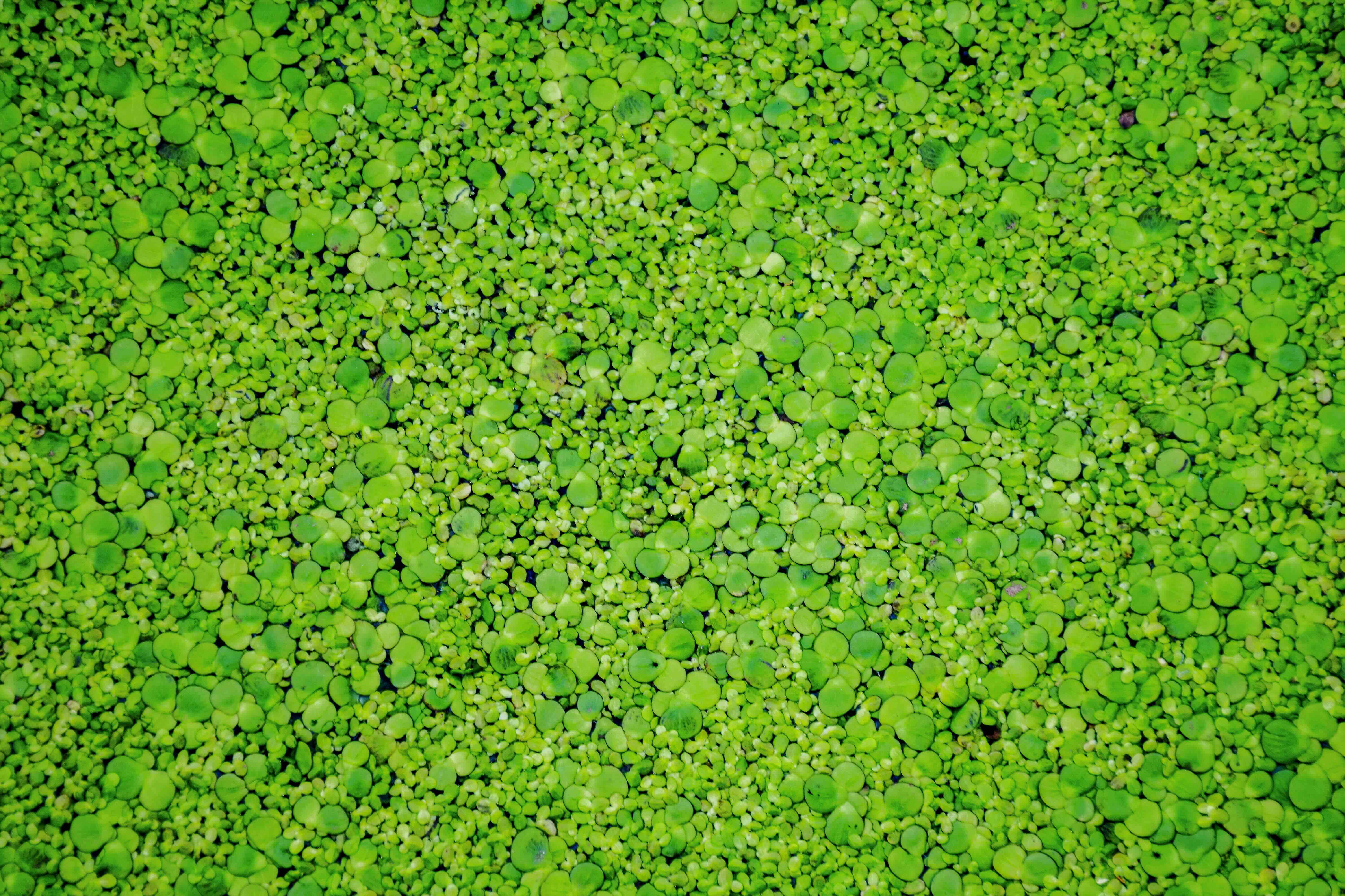 top-view-green-bush.jpeg